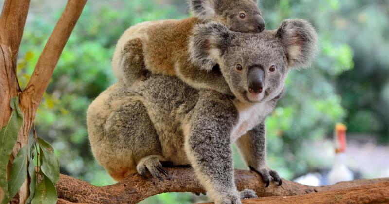 Beyond the Koala Bear