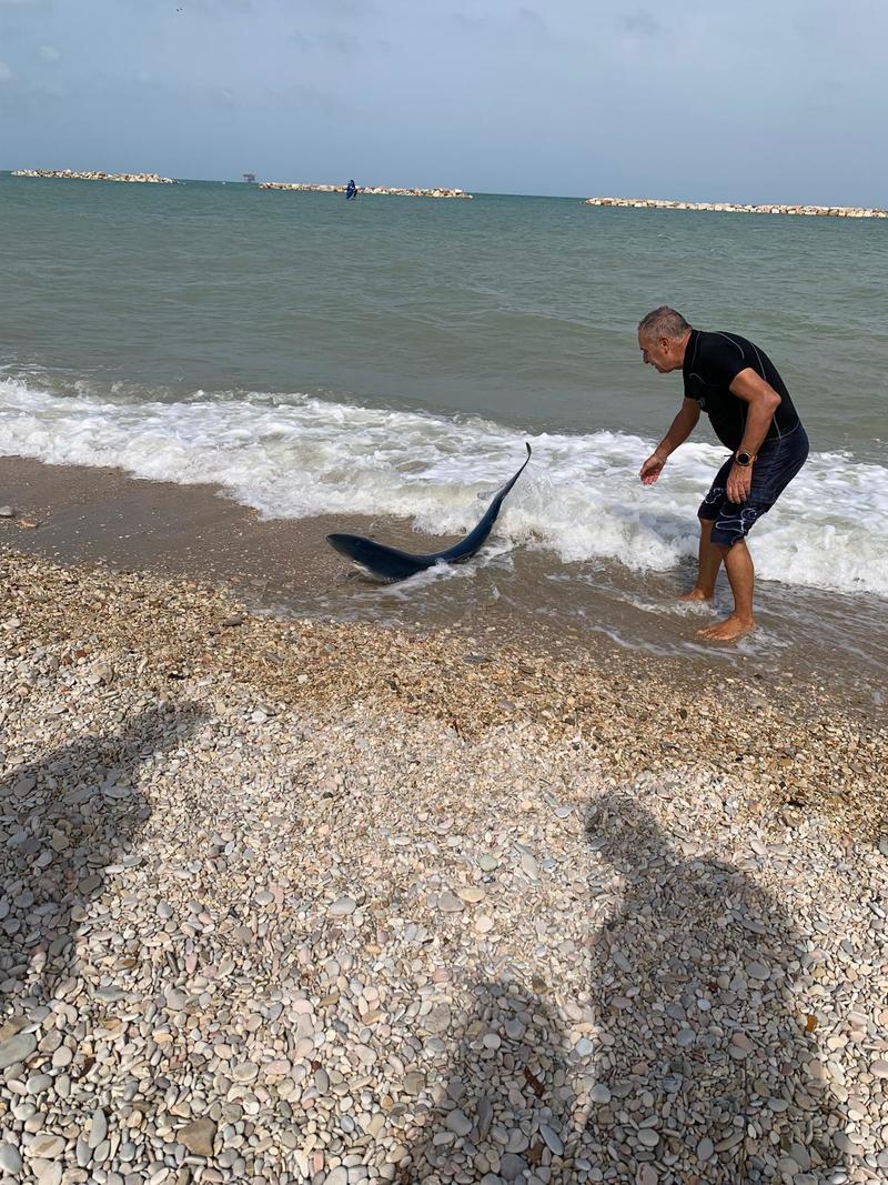 Squalo azzurro avvistato a riva: “Continuava a dimenarsi, preso per la coda e rimesso in mare”