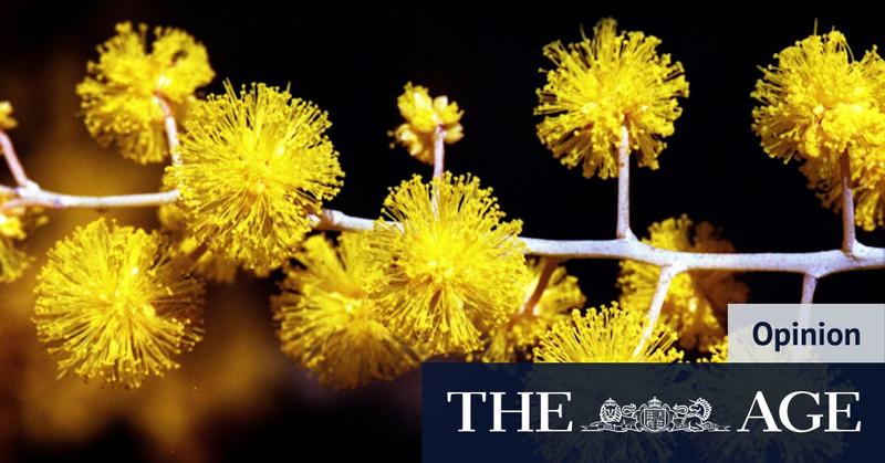 Wattle it be: Awakening to the turning of the seasons