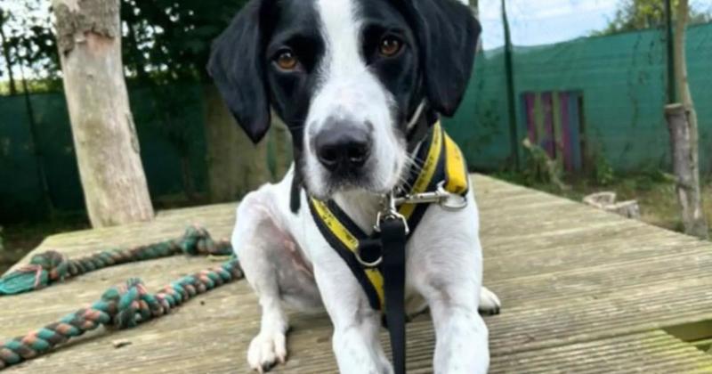 'Sweet' dog at rescue centre for months needs loving home