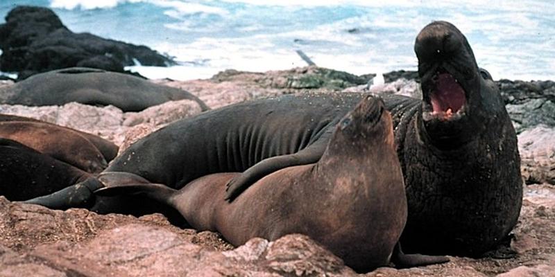 Why We Must Defend the Marine Mammal Protection Act