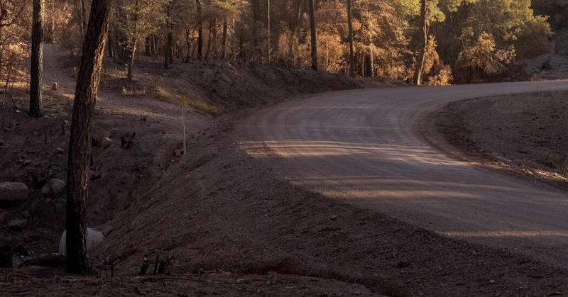 We Can Do Something About Stressed-Out Forests