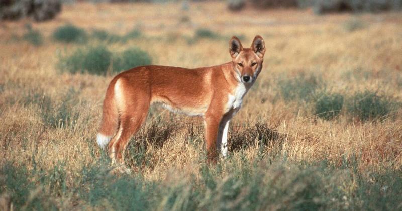 Are we willing to protect the dingo before it goes the way of the thylacine?