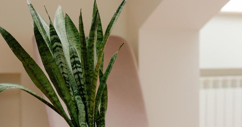 Biophilic Design—for Brains