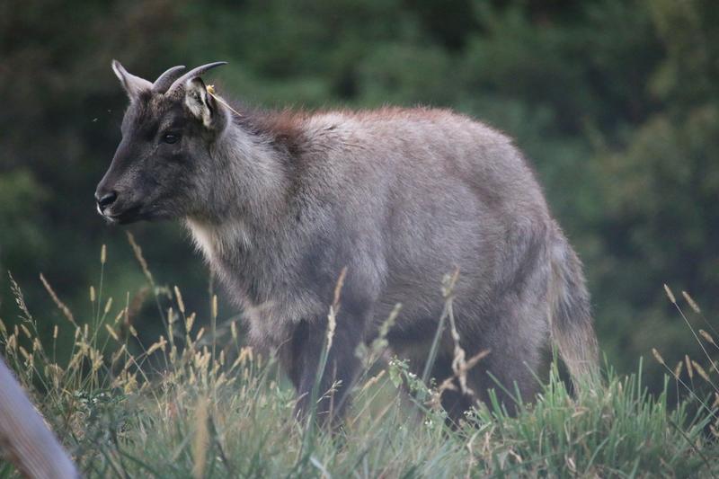 North Korea’s hidden wildlife trade: new research reveals state involvement