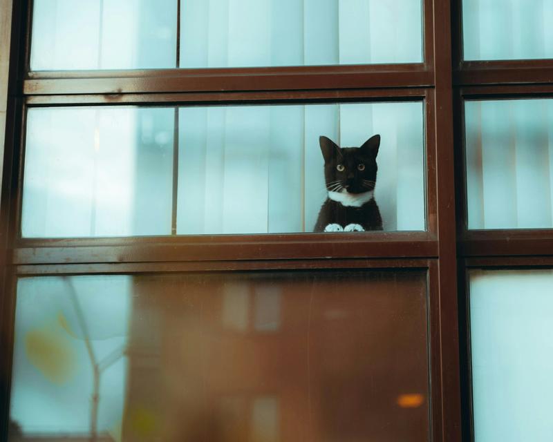 My cat needs to be contained indoors – how do I make sure it stays happy?
