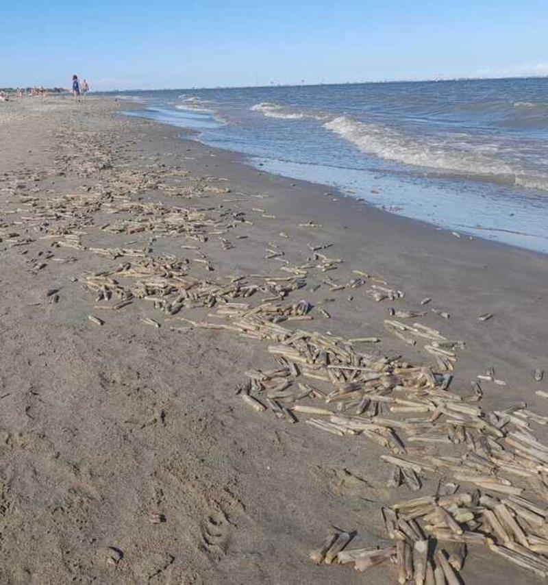 A Lido Volano e a Goro distesa di cannolicchi morti: prima l’anossia, poi le mareggiate