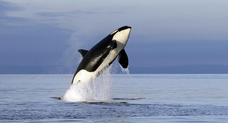 In the Salish Sea, tensions surrounding killer whales and salmon are about more than just fishing
