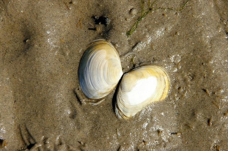 Qué nos dicen las coquinas del Guadiana y el Guadalquivir sobre los microplásticos
