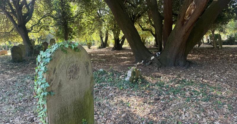 Filthy 'toilet tree' defiles picturesque town cemetery
