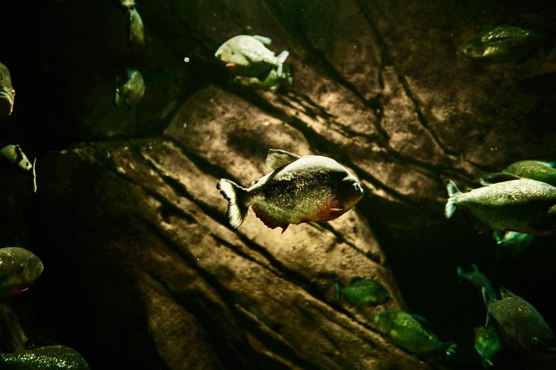 Australia’s rivers play secret symphonies. Click to hear what this underwater world is telling us