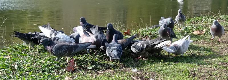 Les Néandertaliens raffolaient déjà du pigeon, bien avant les grands chefs étoilés