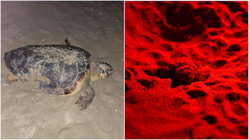 La buona notizia: il nido di tartarughe di Riccione non si è allagato e ne sono nate altre 24 / Video