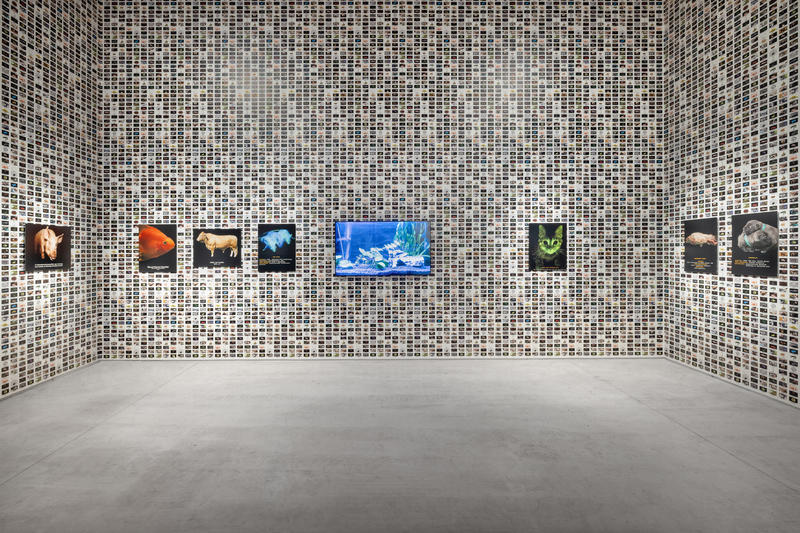 One Fine Show: ‘Why Look at Animals?’ at the National Museum of Contemporary Art Athens