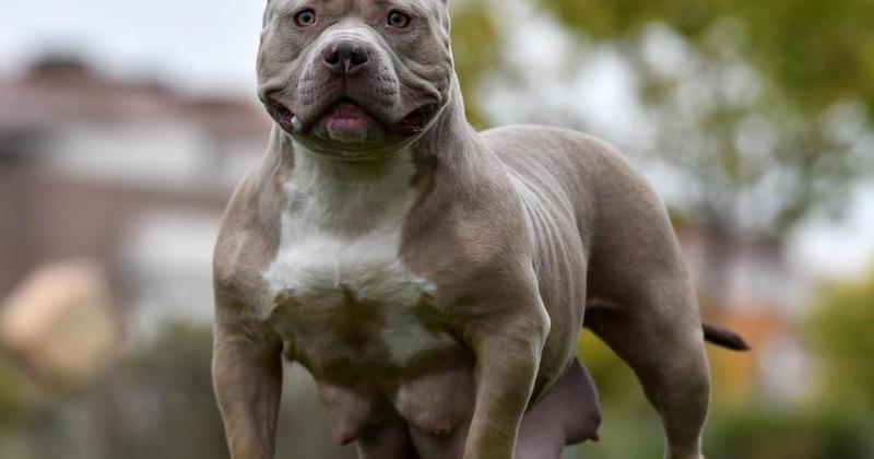 Swindon speaks on if XL Bully dogs are dopey or dangerous