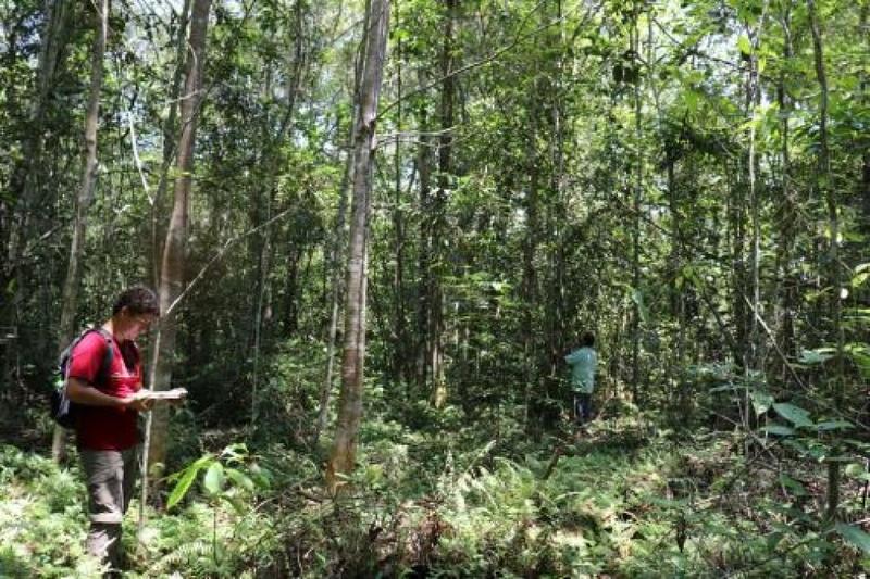 Un camino para frenar la deforestación y abrir oportunidades