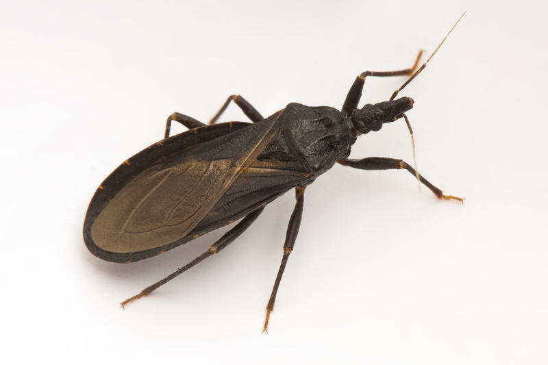 Chagas disease confirmed in California, raising concerns for Bay Area