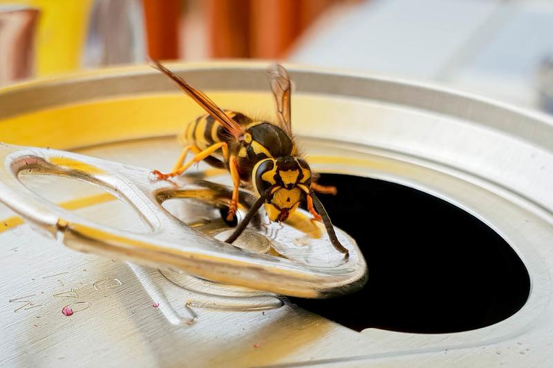 In Defence of Wasps