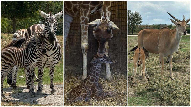 Tutti i cuccioli al Safari: un’estate all’insegna dei nuovi nati