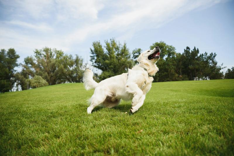 Pets on skinny jabs? Here’s how to help them lose weight naturally