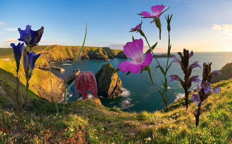 What I’ve learned from photographing (almost) every British wildflower