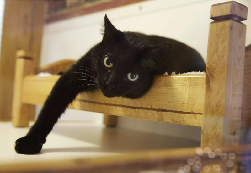 Declawing cats causes them lifelong pain. It’s time to ban the practice