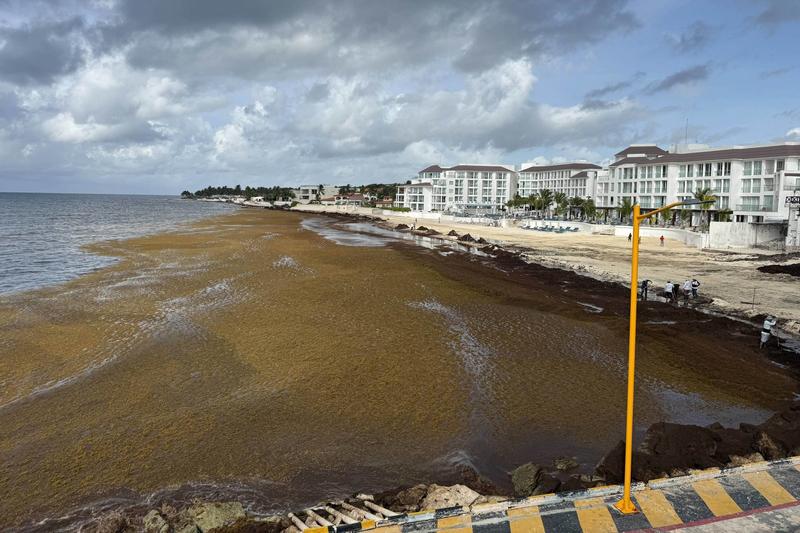 Sargaço pode ser oportunidade para a economia azul no Grande Caribe