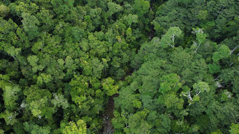 Some tropical trees cool their leaves to survive the heat — but not all species have ways to cope