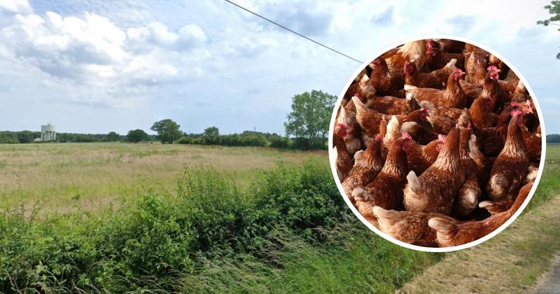 Controversial bid for major chicken farm set to be thrown out in six-year saga
