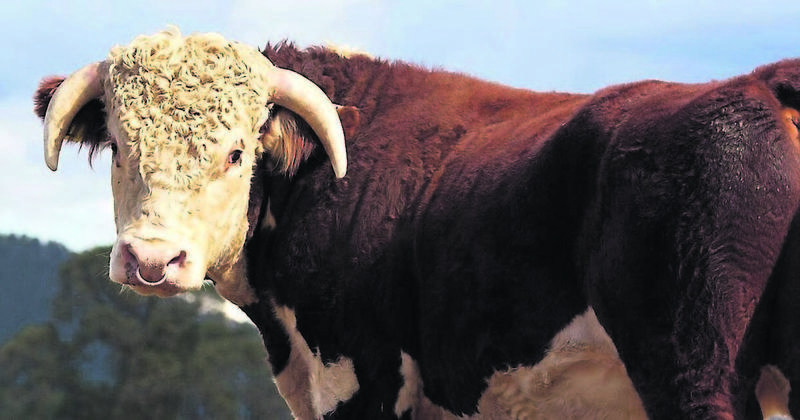 Down the generations, locals long had a beef with our bull!