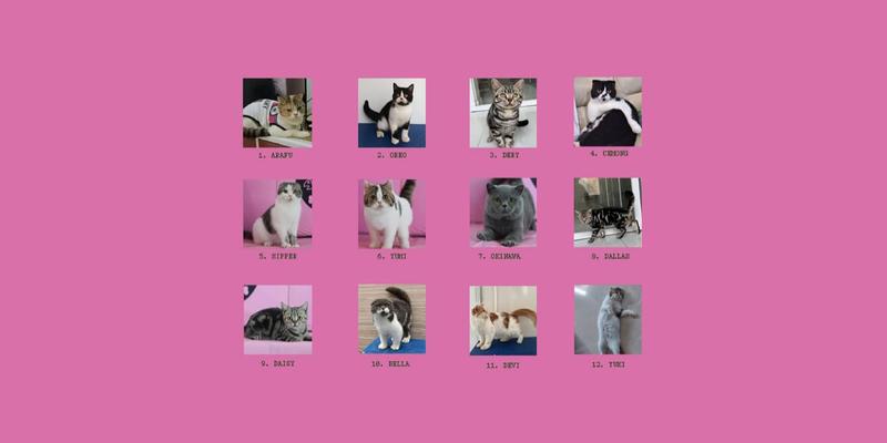 How MPs’ ‘abandoned’ cats became the unexpected symbol of Indonesia’s protests