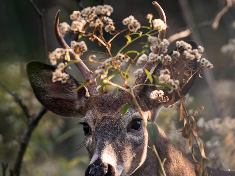 Cerfs de Longueuil et du Japon