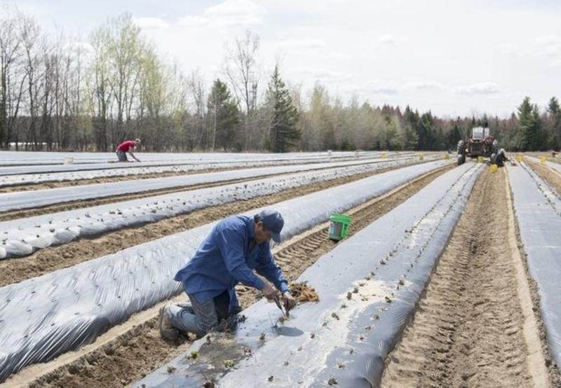CHARLEBOIS: On food security, Liberals have the better Temporary Foreign Worker plan
