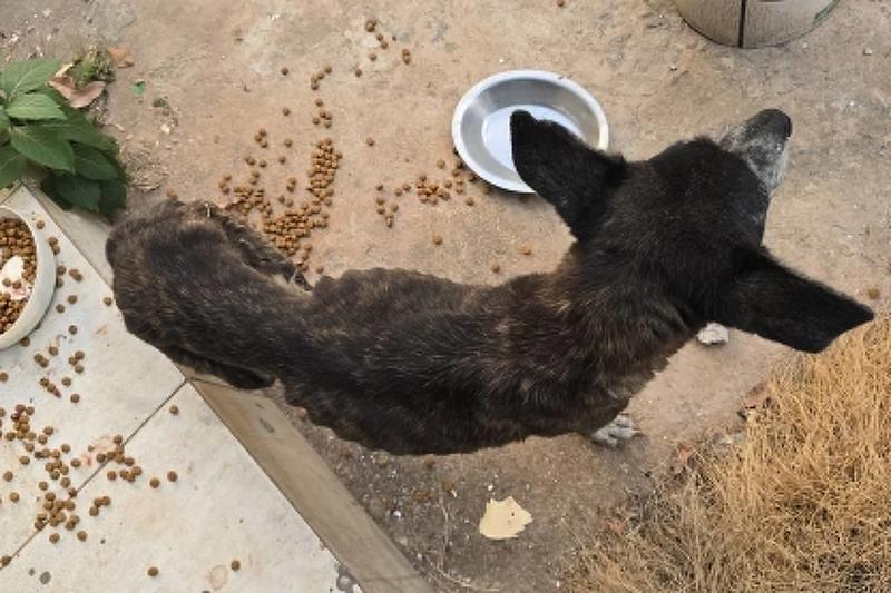 Polícia encontra 10 cães mortos em abrigo no DF