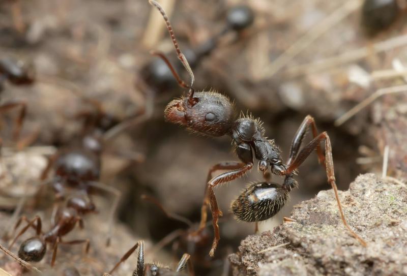 One queen ant, two species: the discovery that reshapes what ‘family’ means in nature