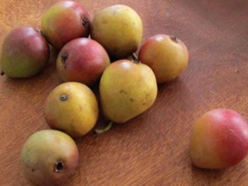 Gilberts: The story of the Jesuit pear