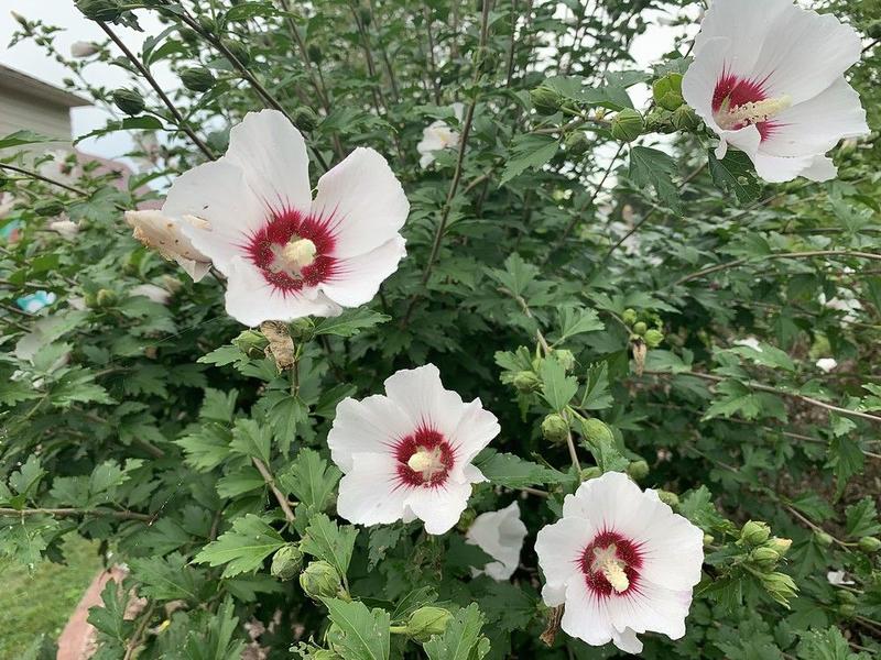 GARDEN CLIPPINGS: Rose of Sharon adaptable to drought, poor soil