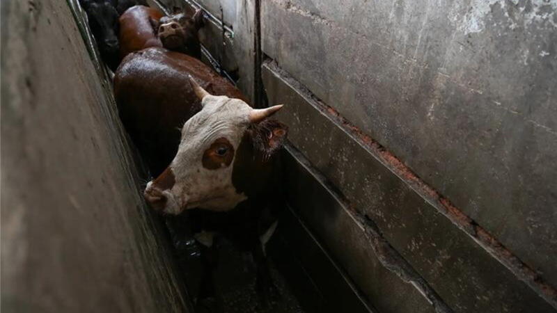 Perché la crudele macellazione degli animali in Argentina ci riguarda