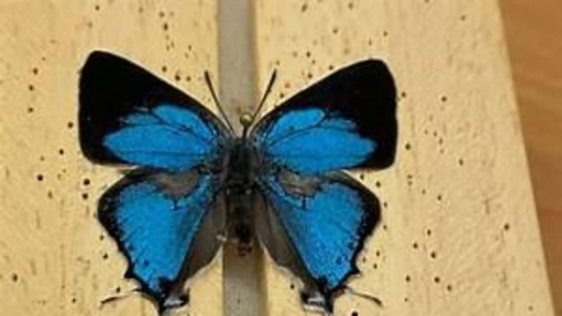 Neu entdeckten Schmetterlingsart: Wenn schwarz blau wird
