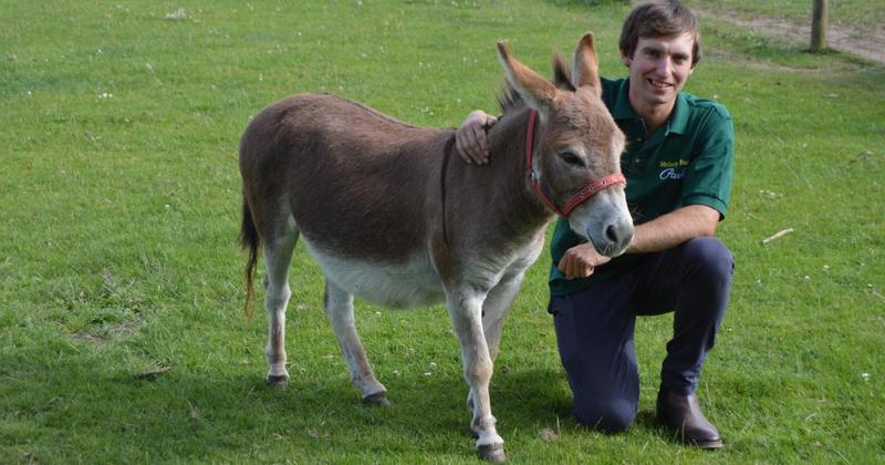 Owner of farm accused of offering donkey rides without a licence