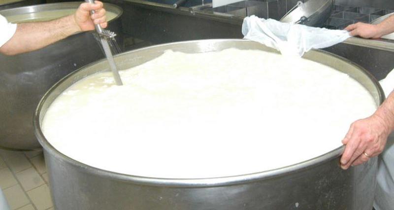 Latte annacquato per le caciotte di Urbino dop: “Va pagato la metà”