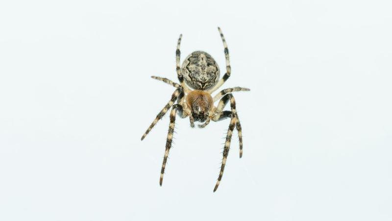 La lógica de la araña