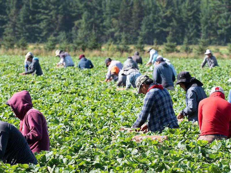 'Work, then go home forever': Inside the thoughts of the temporary foreign worker program