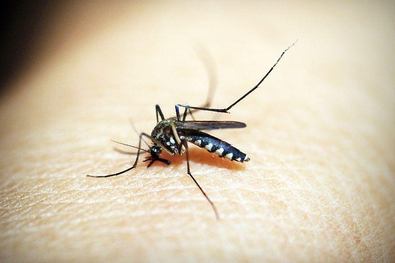 Un caso di dengue: scatta la disinfestazione. Ecco dove