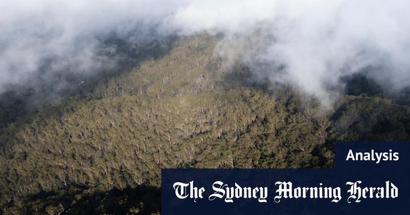 A promise kept: The risky creation of the Great Koala National Park