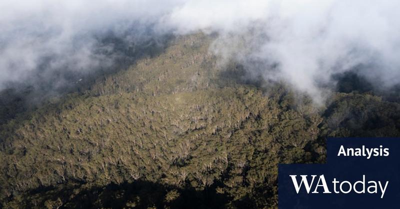 A promise kept: The risky creation of the Great Koala National Park