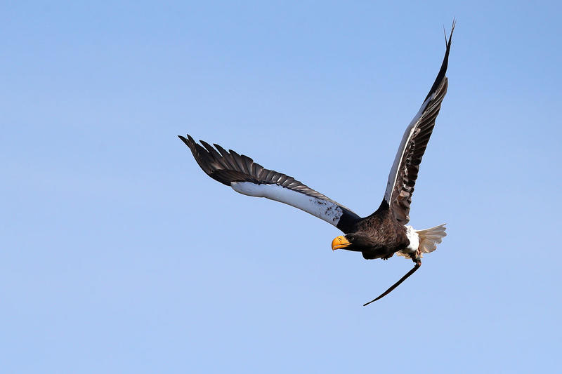 Peter Rhodes on deadly eagles, armed police – and the end of warfare as we know it?