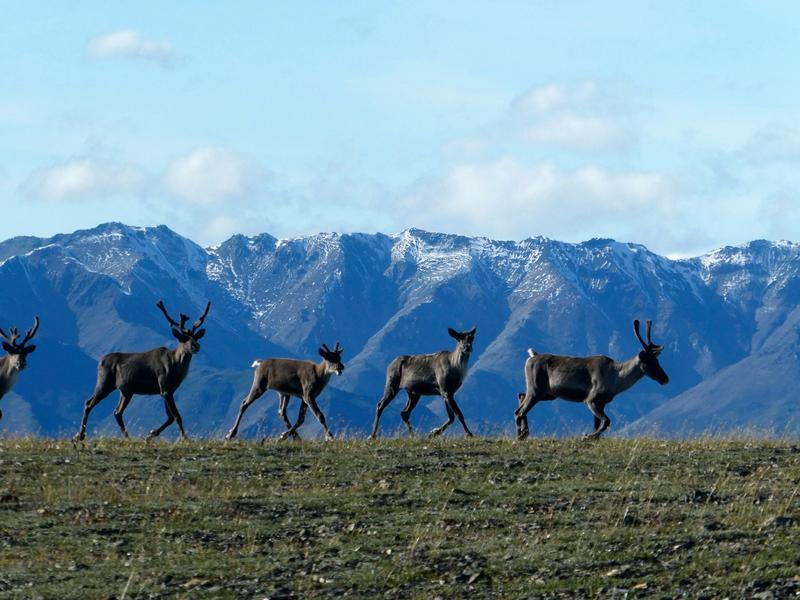 New research indicates caribou populations could decline 80 per cent by 2100
