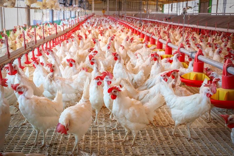 Poultry producers warn first-ever imports of chickens will destroy local farms