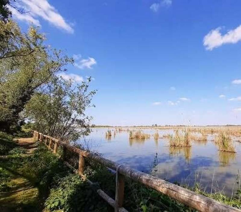 Portomaggiore: pesci morti e anossia. «L’Oasi di Bando è senza ossigeno»
